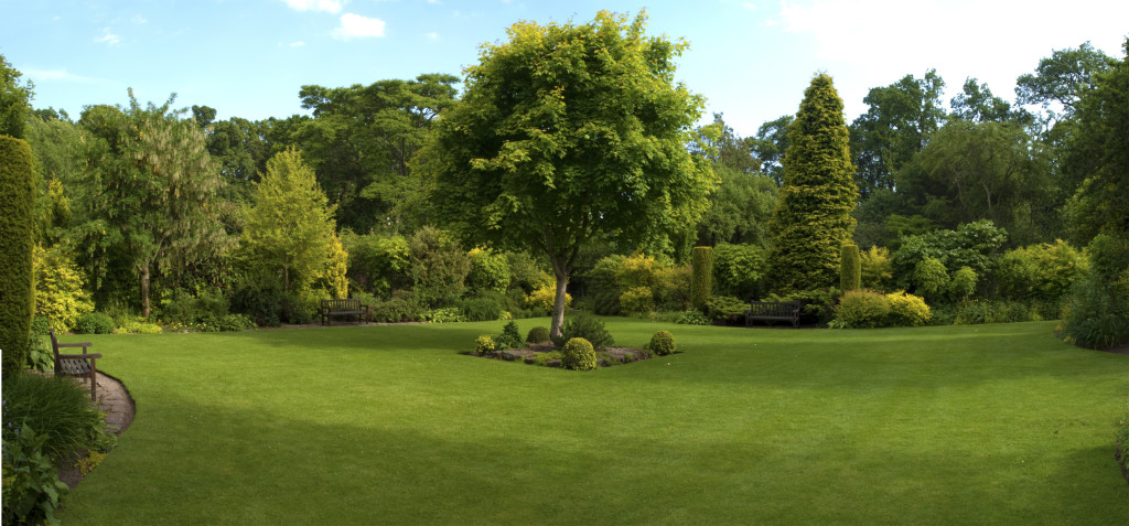 Ramos-landscape-tree-service.jpg