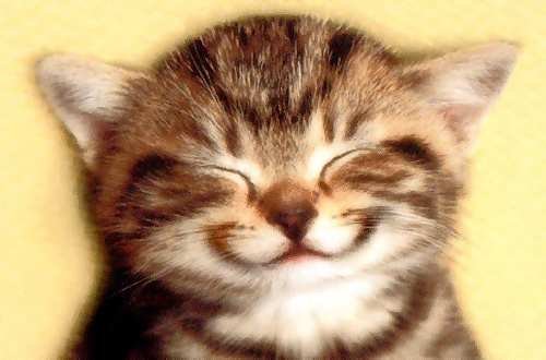 grinning-kitten.jpg