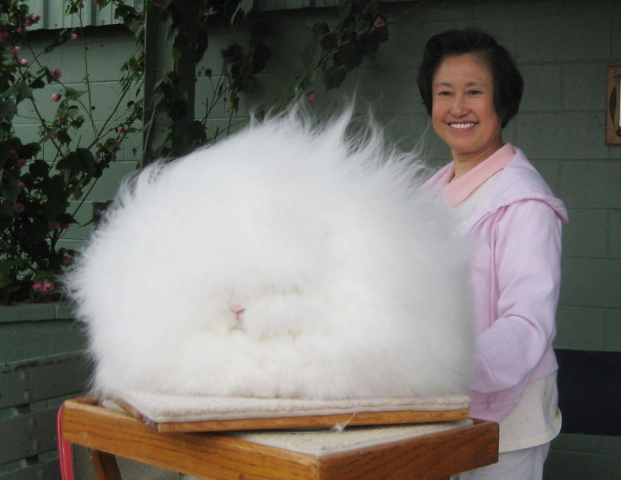 funny-hairy-animals-311__880.jpg
