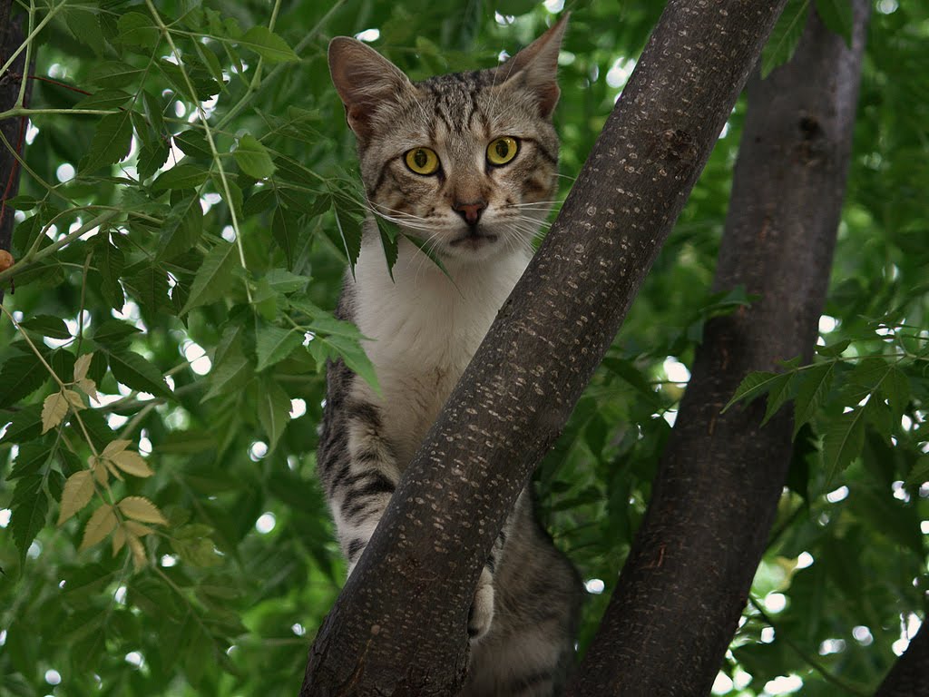 tree-cat1044.jpg