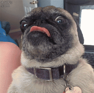 funny-gif-dog-pug-tongue1.gif