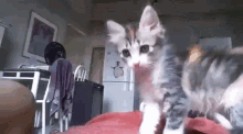 cool-cat-friendship-hand-signs-bk9wd5odo9c9m37x.gif