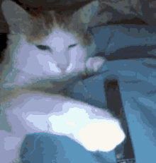 cat.gif