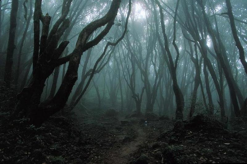 Dark-Forest-1.jpg
