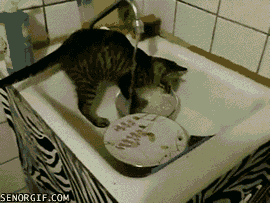 dish-washing-cat