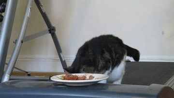 gif-cat-on-treadmill-trying-to-eat-spaghetti