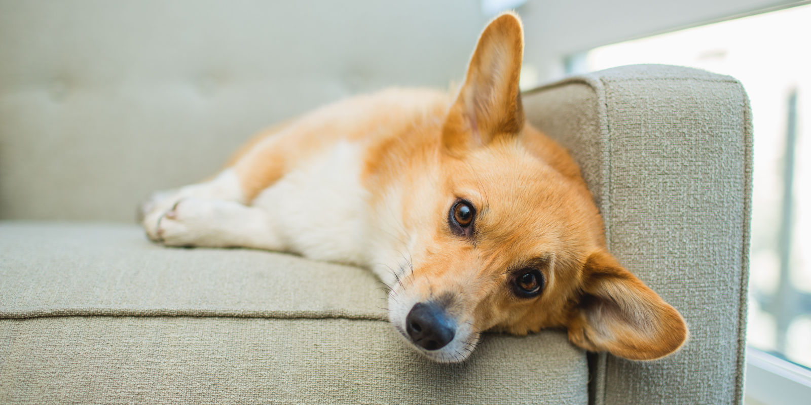 landscape-1493656772-tired-corgi.jpg
