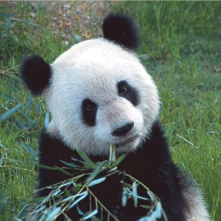 panda-bear.jpg