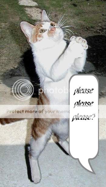 funny-praying-cat.jpg