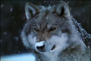 ulIvazT.gif