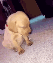 dog-puppy.gif