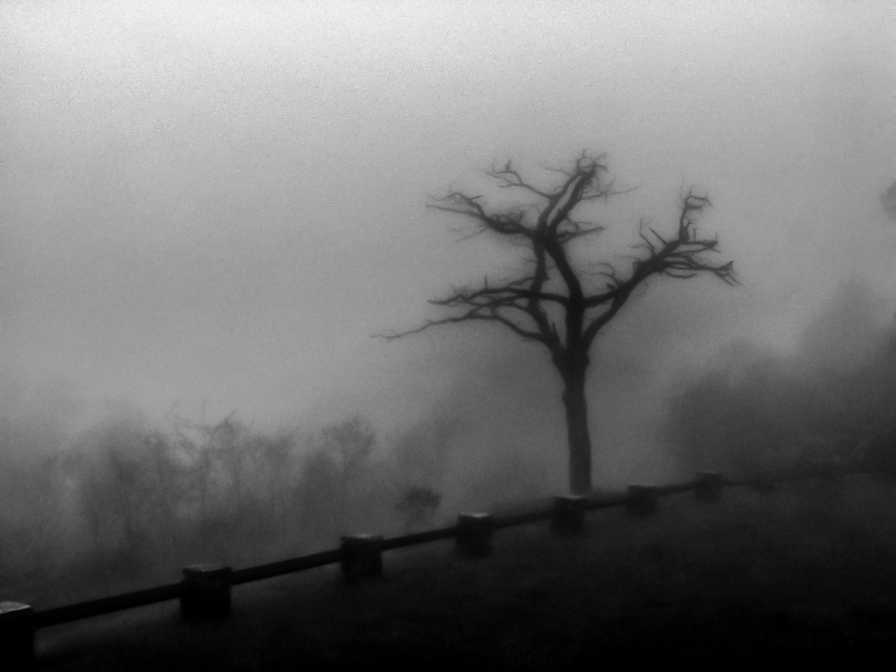tree-fog1.jpg