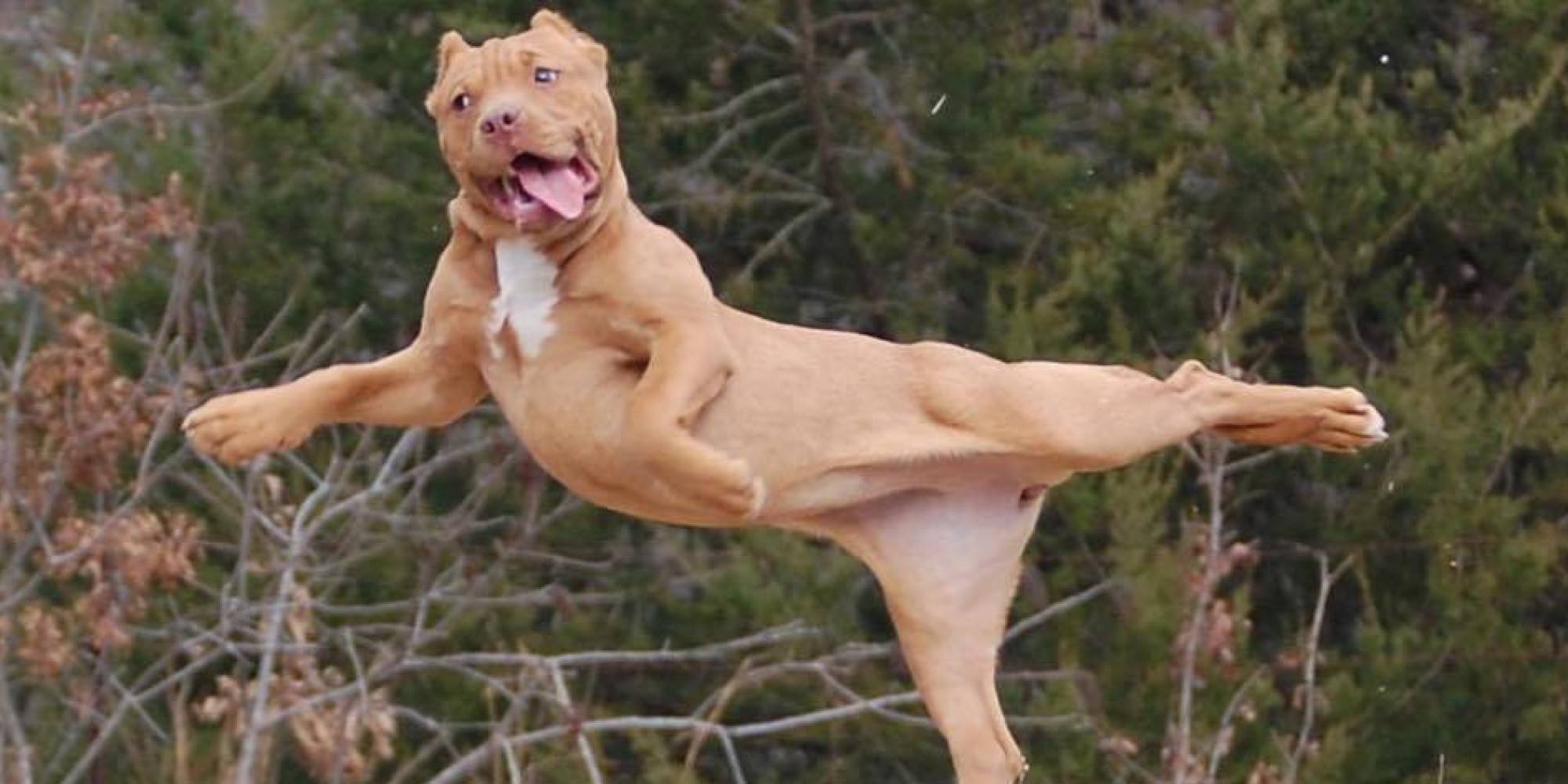 o-DOG-facebook.jpg