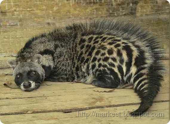 odd-animals03.jpg