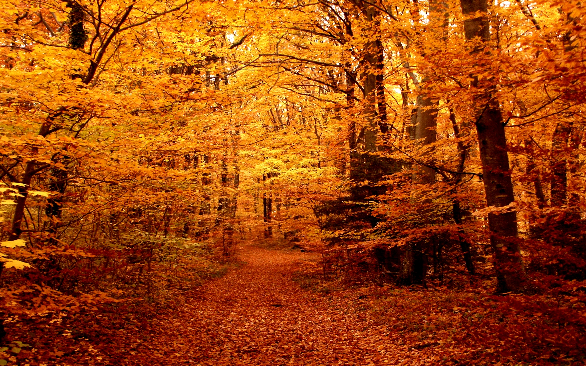 Fall-Forest-Path-3.jpg