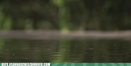 animal-gifs-hoppin-on-through
