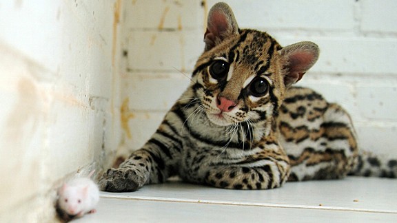 grant_g_ocelot_cr_576.jpg