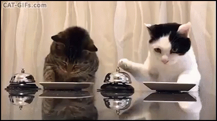 cat-ringing%5B1%5D.gif