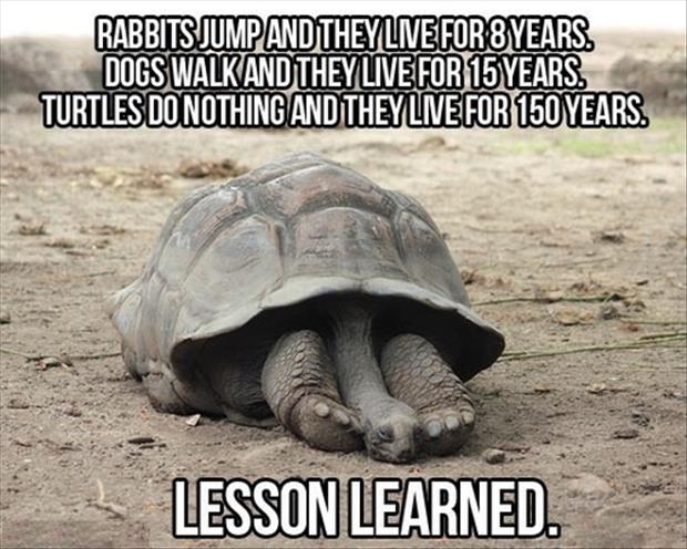 Funny-Animals-with-Captions-27.jpg