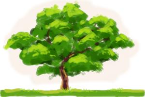 how-to-draw-an-oak-tree.jpg