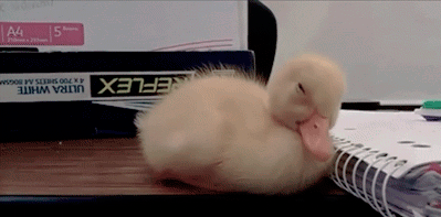 5efIBfL.gif