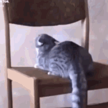 cat-cats.gif