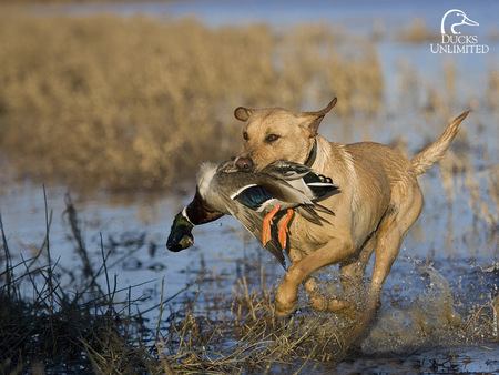 hunting-lab-5.jpg