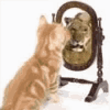 cats-mirror.gif