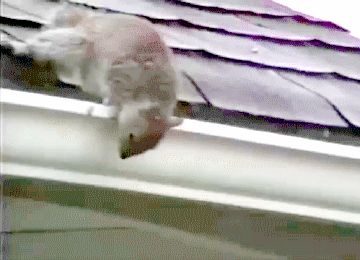 squirrel-acrobat
