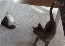 kitty-hug.gif