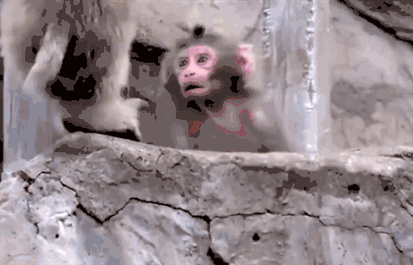 funny-animated-gifs-hey-guy-youre-a-monkey