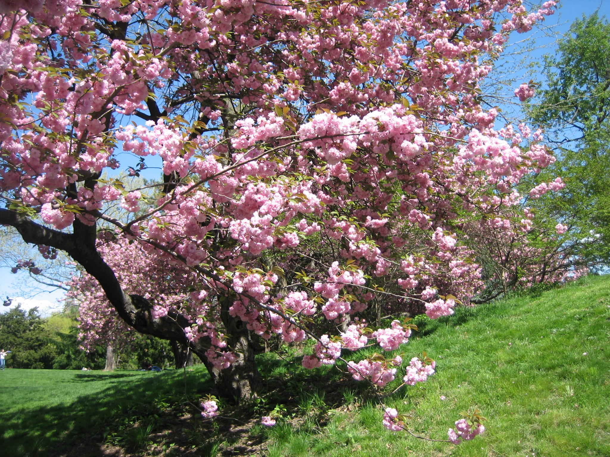 central-park-flowering-trees-016.jpg