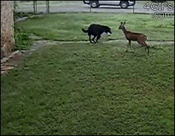 this-dog-has-obviously-never-played-deerball