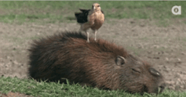 adjusting-to-your-surroundings-is-key-to-survival