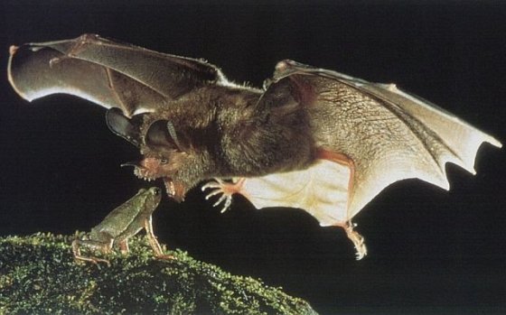 baT-eating-frog.jpg