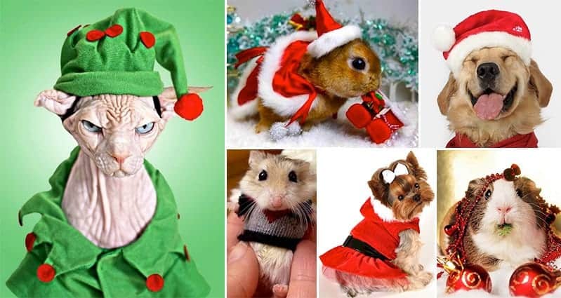 Animals-Dressed-Up-Christmas.jpg