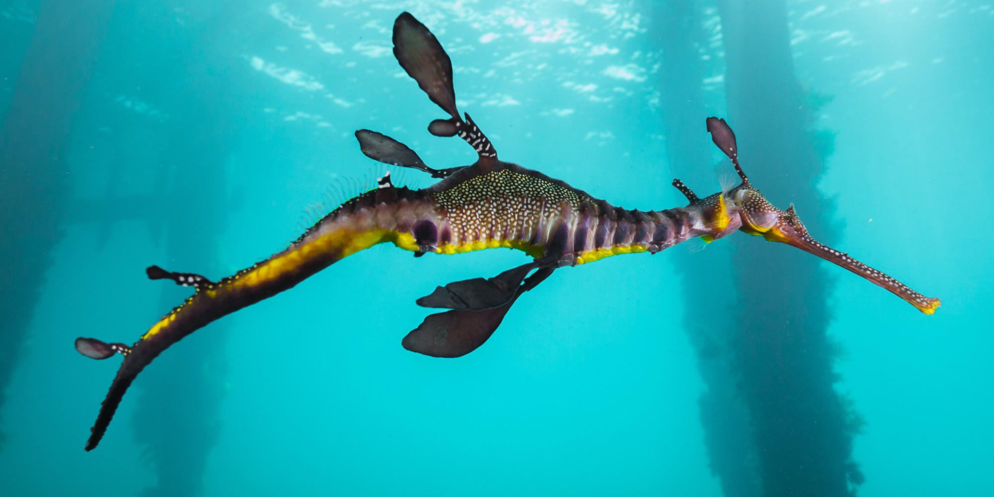 o-SEAHORSE-facebook.jpg