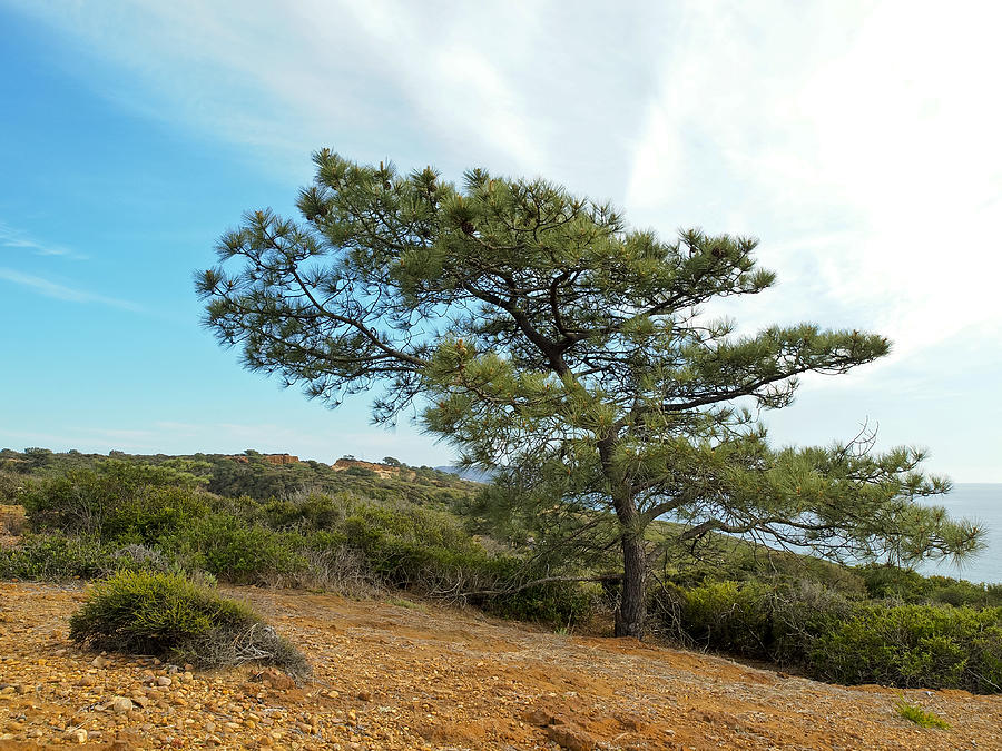 torrey-pine-robert-karg.jpg