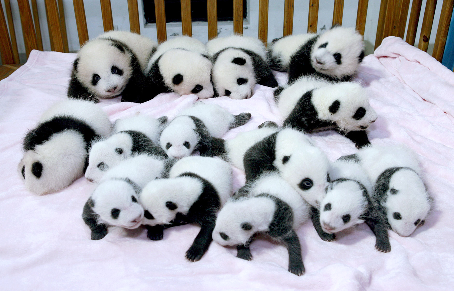 4B9132043-tdy-130923-panda-baby-03.jpg