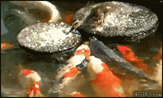 5kUzDE7.gif