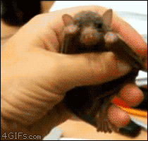 z7d3SfW.gif