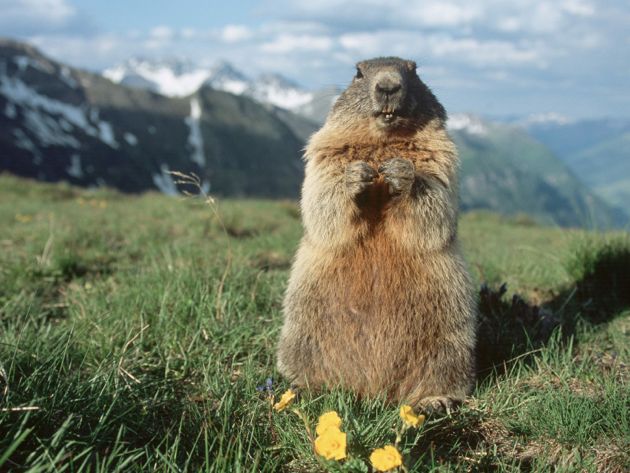 marmot1.jpg