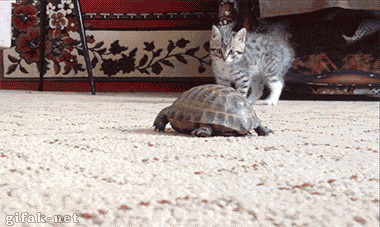 6b9d63f7ce4a322d810109b5578f1f58.gif