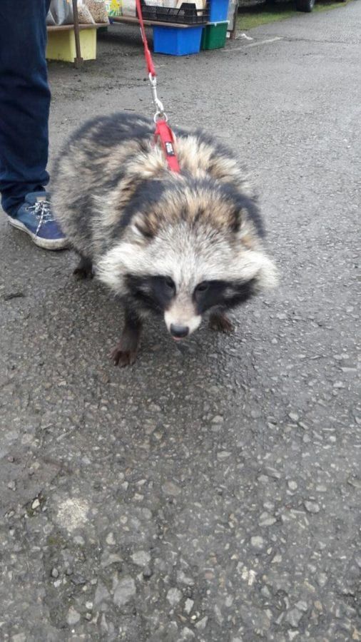 SWNS_BADGER_DOG_01.jpg