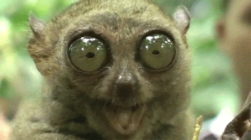 tarsier_chews.gif