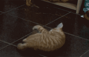 giphy.gif
