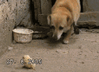 19.gif