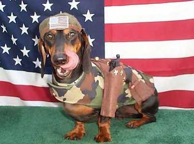 america-dog.jpg