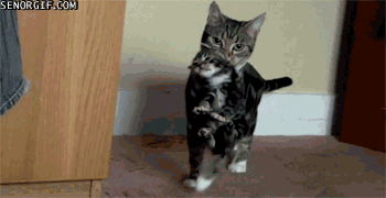 gotta-bring-my-kitty