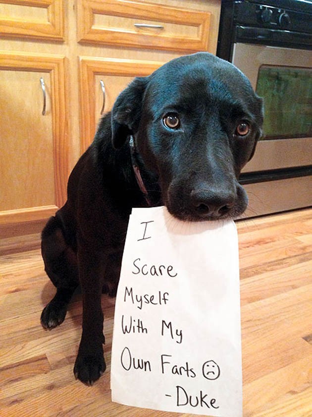 you-thought-dogs-never-got-scared